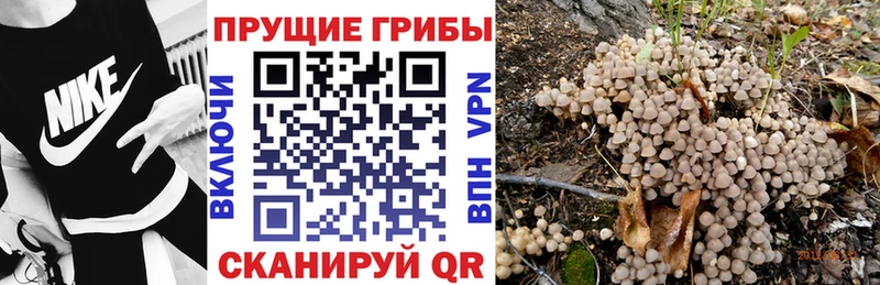 магазин Псков ОМГ ОМГ tor Галлюциногенные грибы Psilocybe